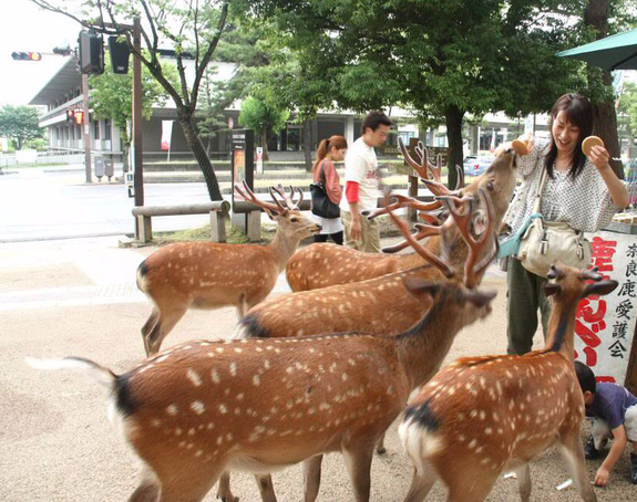 Hơn 200 vụ hươu cắn khách du lịch ở công viên Nara, Nhật Bản, chính quyền phải gấp rút ra bản hướng dẫn cho hươu ăn an toàn - Ảnh 2.