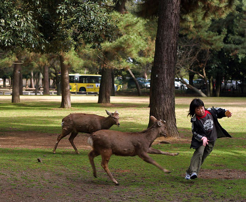 Hơn 200 vụ hươu cắn khách du lịch ở công viên Nhật Bản, chính quyền phải gấp rút ra bản hướng dẫn 'cho hươu ăn an toàn' 3
