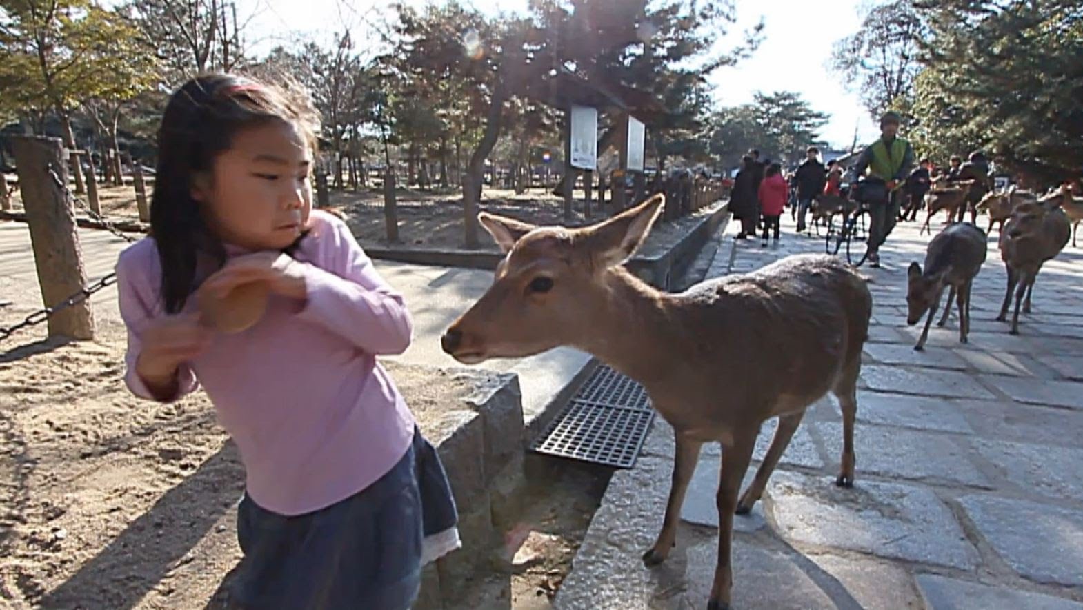 Hơn 200 vụ hươu cắn khách du lịch ở công viên Nara, Nhật Bản, chính quyền phải gấp rút ra bản hướng dẫn cho hươu ăn an toàn - Ảnh 4.