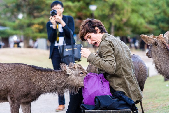 Hơn 200 vụ hươu cắn khách du lịch ở công viên Nara, Nhật Bản, chính quyền phải gấp rút ra bản hướng dẫn cho hươu ăn an toàn - Ảnh 6.