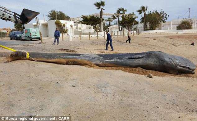 Cá nhà táng chết dạt vào bờ biển, các nhà môi trường lo ngại khi phát hiện 29 kg rác thải trong bụng con vật xấu số - Ảnh 1.