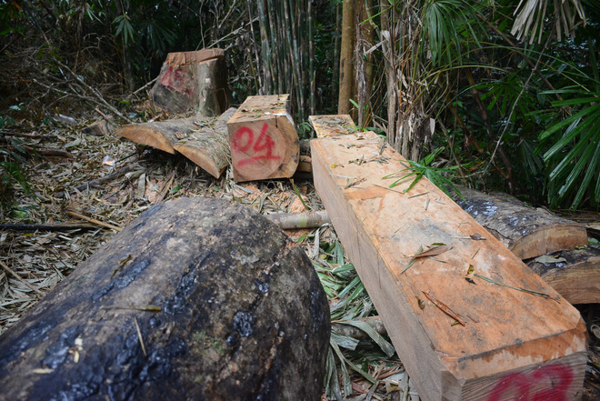 Phó chủ tịch tỉnh nhận hàng chục thư tố cáo phá rừng sau khi công bố Email - Ảnh 2.
