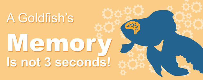Sự thật đằng sau bí ẩn não cá vàng chỉ nhớ được 3 giây - Ảnh 1.