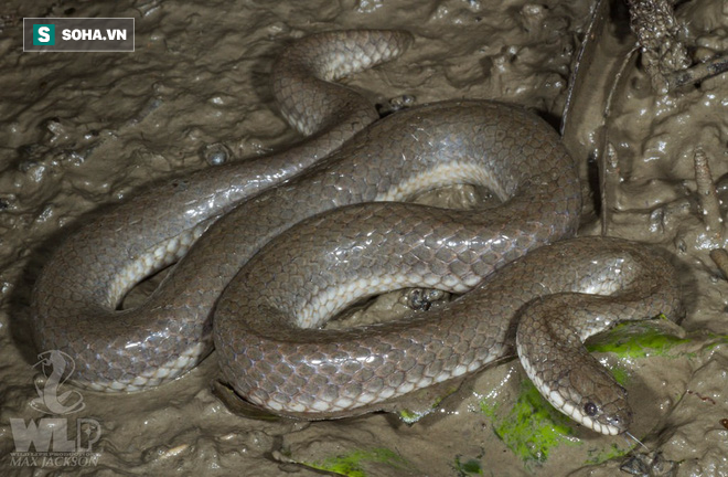 Loài rắn kỳ lạ ở Đông Nam Á này chọn cách xé xác con mồi thay vì nuốt chửng - Ảnh 1.