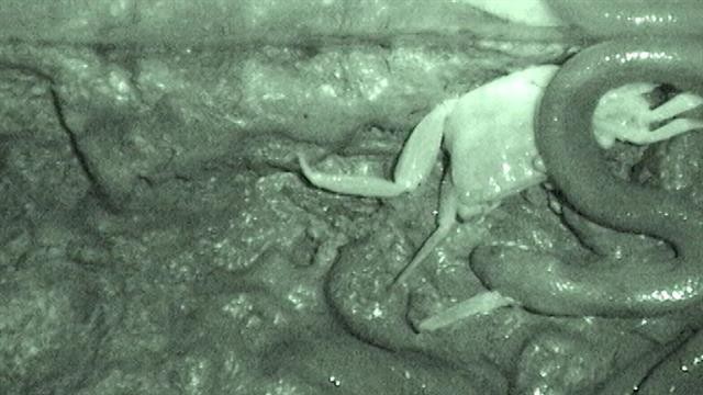 Loài rắn kỳ lạ ở Đông Nam Á này chọn cách xé xác con mồi thay vì nuốt chửng - Ảnh 2.