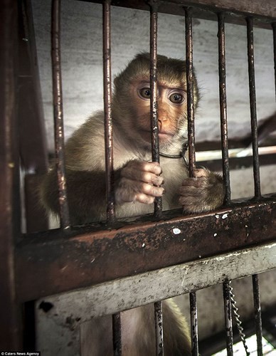 Nghiệt ngã cảnh giam cầm những động vật “sống chỉ để mua vui” ở Thái Lan - Ảnh 1.
