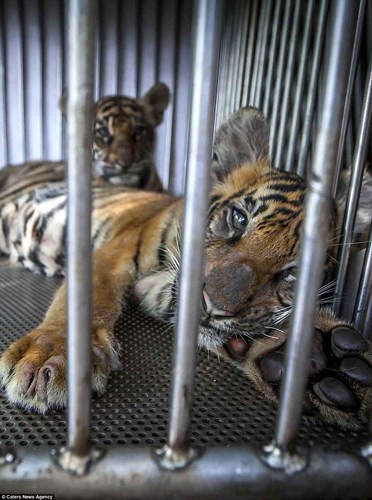 Nghiệt ngã cảnh giam cầm những động vật “sống chỉ để mua vui” ở Thái Lan 11