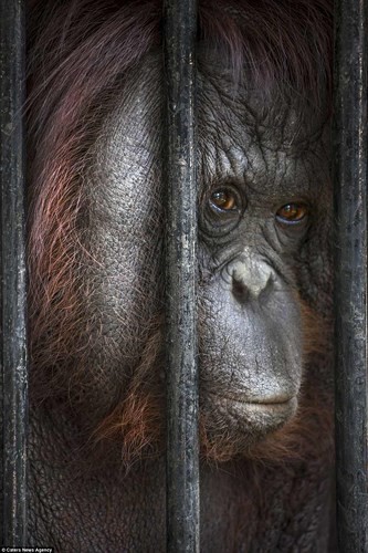 Nghiệt ngã cảnh giam cầm những động vật “sống chỉ để mua vui” ở Thái Lan 12