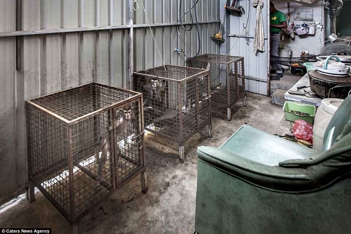 Nghiệt ngã cảnh giam cầm những động vật “sống chỉ để mua vui” ở Thái Lan - Ảnh 13.