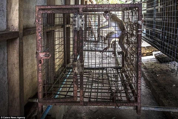 Nghiệt ngã cảnh giam cầm những động vật “sống chỉ để mua vui” ở Thái Lan - Ảnh 14.