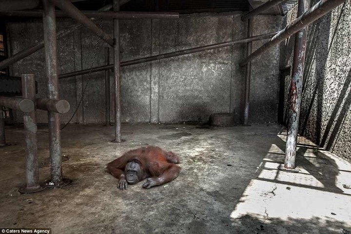 Nghiệt ngã cảnh giam cầm những động vật “sống chỉ để mua vui” ở Thái Lan 3