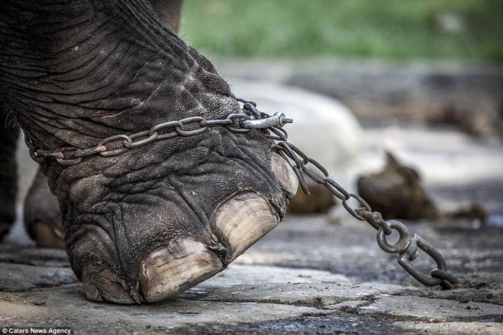 Nghiệt ngã cảnh giam cầm những động vật “sống chỉ để mua vui” ở Thái Lan 6