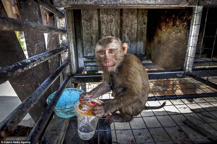 Nghiệt ngã cảnh giam cầm những động vật “sống chỉ để mua vui” ở Thái Lan 7