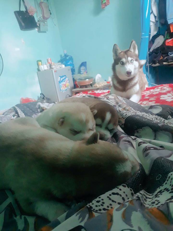 Vừa quen được 1 tháng, cô gái đã bị bạn trai bắt trộm cả 4 chú chó cưng Husky, nhắn tin đòi thì bị dọa tung clip nóng 2 Vừa quen được 1 tháng, cô gái đã bị bạn trai bắt trộm cả 4 chú chó cưng Husky, nhắn tin đòi thì bị dọa tung clip nóng 2