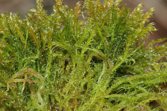 Tác phẩm của mẹ thiên nhiên: Loài rêu có thể lọc hết arsen trong nước đã được tìm thấy - Ảnh 2.
