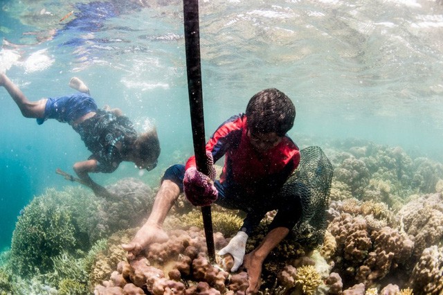 Điều gì đã khiến tộc 'người cá' tại Indonesia có thể lặn sâu tới 70m và nhịn thở 13 phút dưới nước? 2