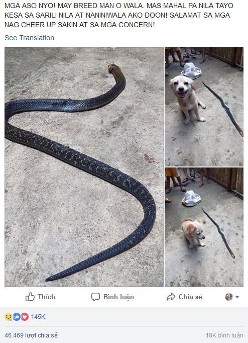 Cô chó dũng cảm cắn chết rắn hổ mang để cứu chủ, nở nụ cười trước khi hi sinh khiến ai cũng phải xúc động - Ảnh 4. Cô chó dũng cảm cắn chết rắn hổ mang để cứu chủ, nở nụ cười trước khi hi sinh khiến ai cũng phải xúc động 4