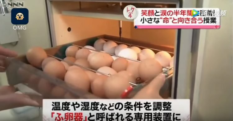 Lớp học gây tranh cãi ở Nhật Bản: Cho học sinh tập ấp trứng, nuôi gà rồi 6 tháng sau bắt các em tự tay giết thịt - Ảnh 1.