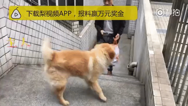 Chú chó già đến ga tàu để đợi chủ trở về mỗi ngày suốt gần 8 năm ròng gây sốt mạng xã hội Trung Quốc - Ảnh 3.