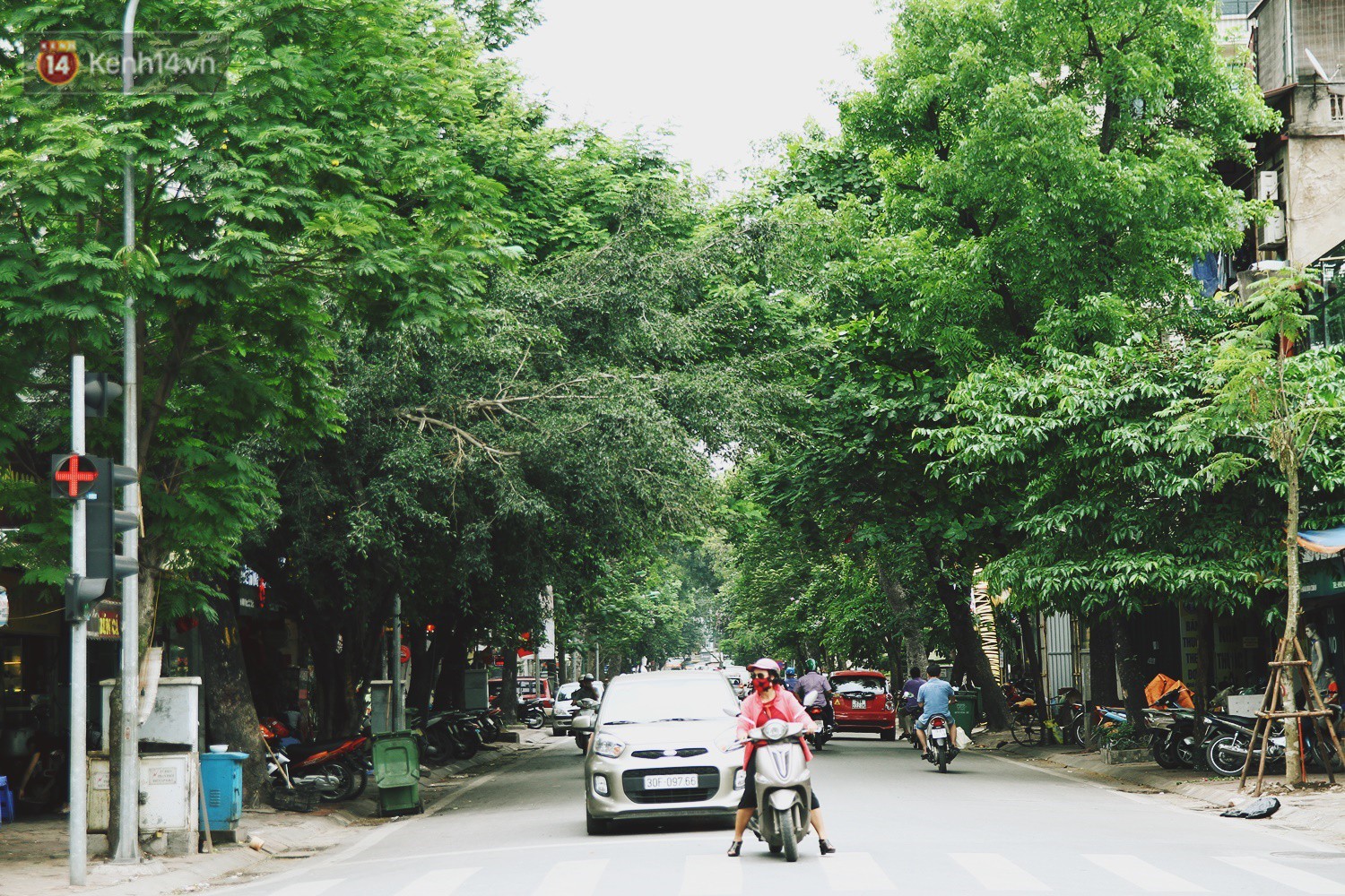 Người Hà Nội tiếc nuối hàng cây sưa quý hiếm chuẩn bị di dời để xây ga ngầm - Ảnh 2.