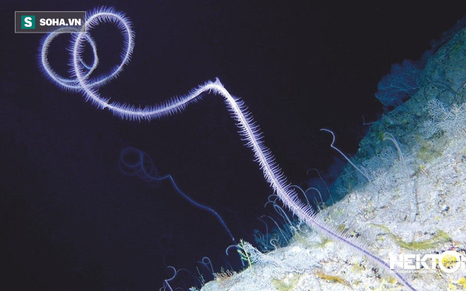 Bí ẩn sinh vật tại đáy biển Bermuda: Giới khoa học chưa từng thấy bao giờ - Ảnh 1.