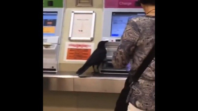 Không có tiền, con quạ ăn cắp thẻ tín dụng của hành khách để mua vé tàu - Ảnh 2.