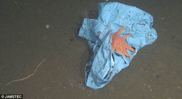 Tìm thấy túi rác nhựa sâu 10.000m dưới đáy biển - kỷ lục vứt rác của loài người là đây - Ảnh 1.