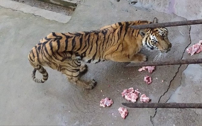 Trung Quốc: Hổ vồ chết người ở khu nuôi dưỡng động vật hoang dã 2