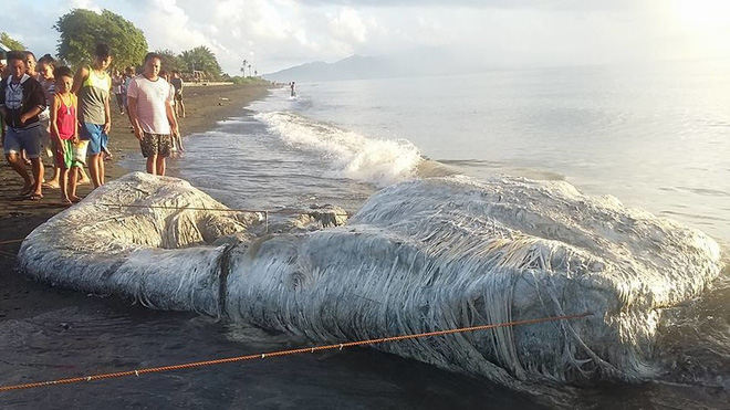 7 ngày qua ảnh: Dân Philippines hoang mang vì xác quái vật bí ẩn - Ảnh 5. 7 ngày qua ảnh: Dân Philippines hoang mang vì xác quái vật bí ẩn 5