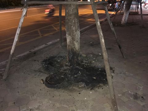 Hà Nội: Khẩn trương điều tra vụ hủy hoại cây xanh trên đường Võ Chí Công 2