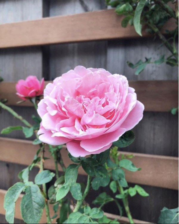 Góc vườn đẹp nên thơ và bí quyết trồng hồng nở rực rỡ của người đẹp Tăng Thanh Hà - Ảnh 4.
