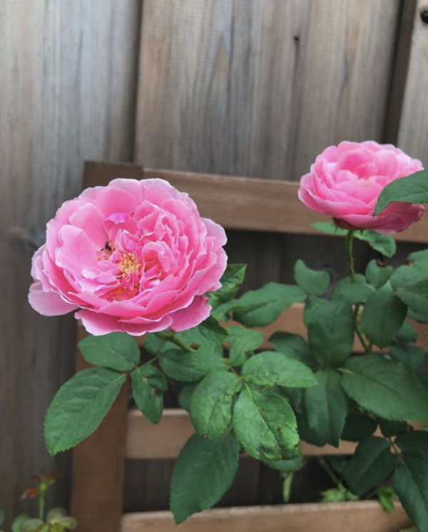 Góc vườn đẹp nên thơ và bí quyết trồng hồng nở rực rỡ của người đẹp Tăng Thanh Hà - Ảnh 6.