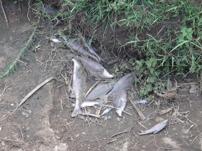 Cuối cùng cũng tìm ra thủ phạm khiến cá trên sông châu Phi chết hàng loạt vào mùa mưa - Ảnh 1.