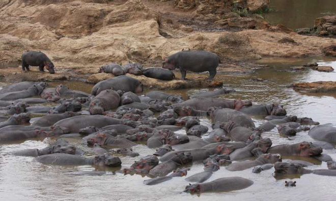 Cuối cùng cũng tìm ra thủ phạm khiến cá trên sông châu Phi chết hàng loạt vào mùa mưa - Ảnh 2.