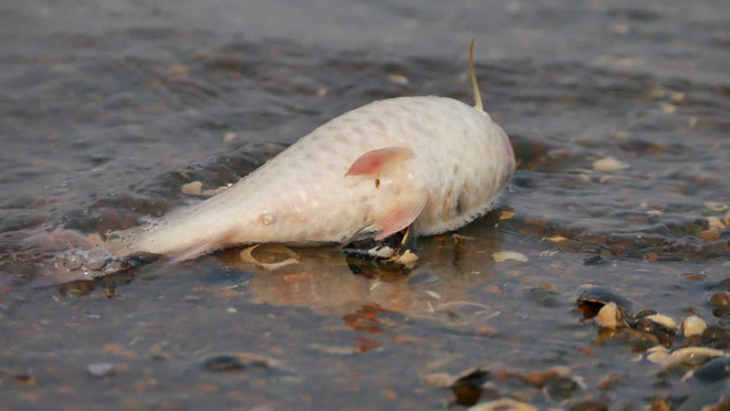 Cuối cùng cũng tìm ra thủ phạm khiến cá trên sông châu Phi chết hàng loạt vào mùa mưa - Ảnh 5.