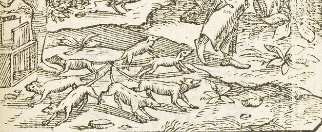 Phát hiện ra sáu con sóc bị buộc đuôi vào nhau, giống hệt với huyền thoại Rat King - Vua Chuột trong lịch sử loài người - Ảnh 2.