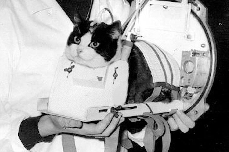 Số phận bi thảm của cô mèo đầu tiên sống sót sau khi trở về từ vũ trụ - Ảnh 1.