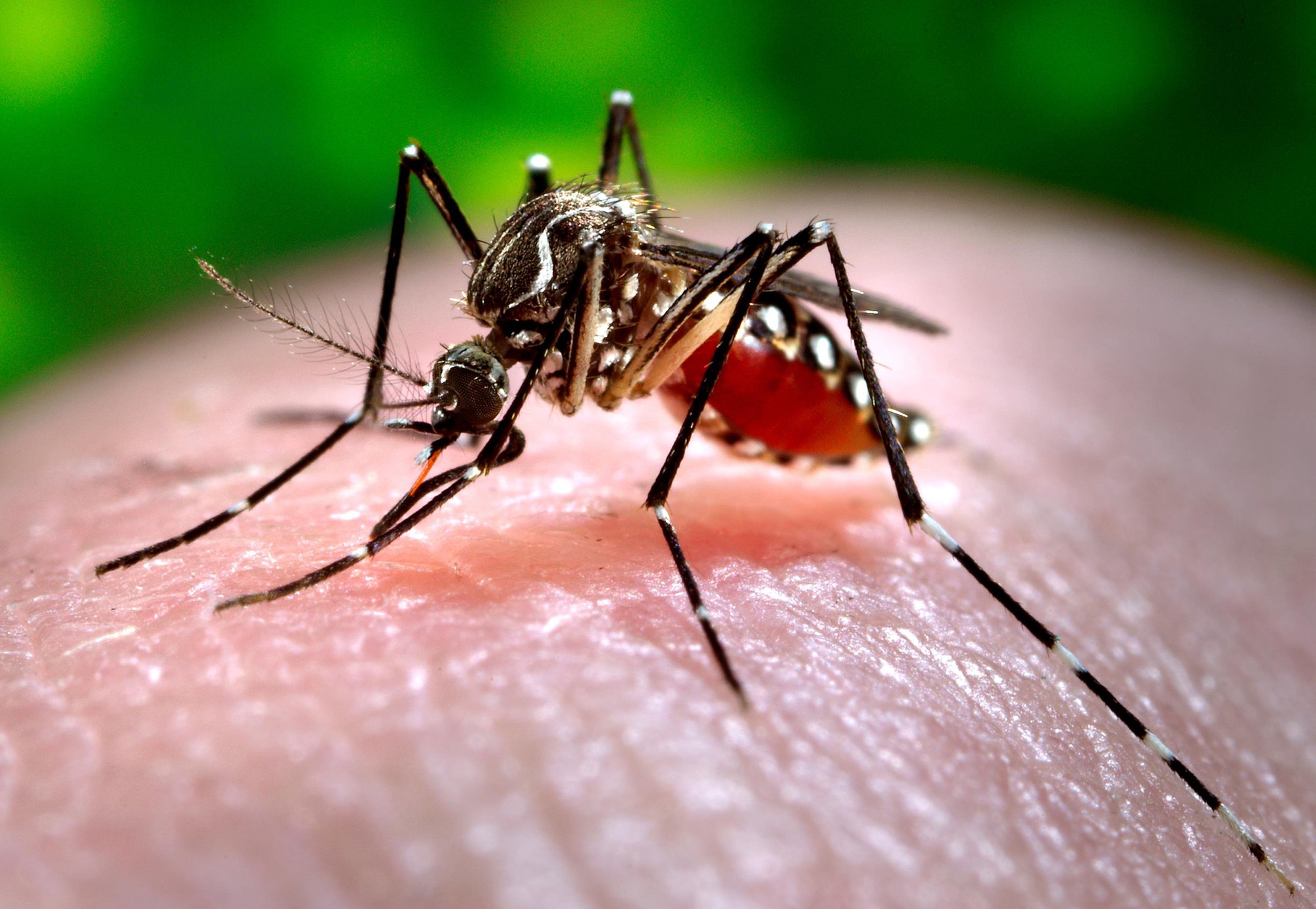 Lý do kinh dị khiến vết muỗi cắn trở nên cực ngứa mà khoa học mới tìm ra - Ảnh 2.