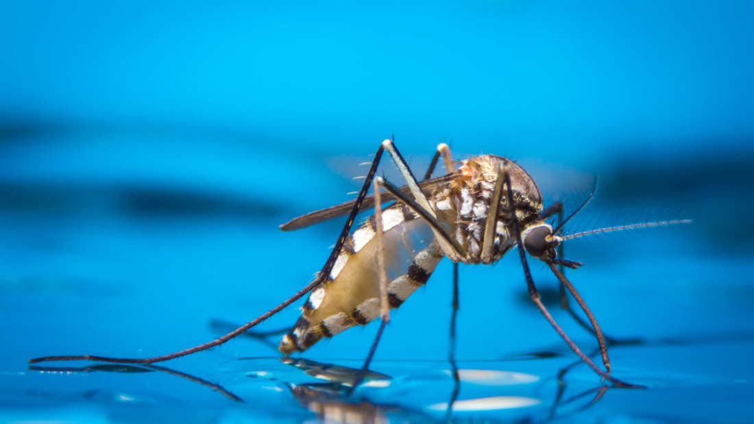 Lý do kinh dị khiến vết muỗi cắn trở nên cực ngứa mà khoa học mới tìm ra - Ảnh 1.