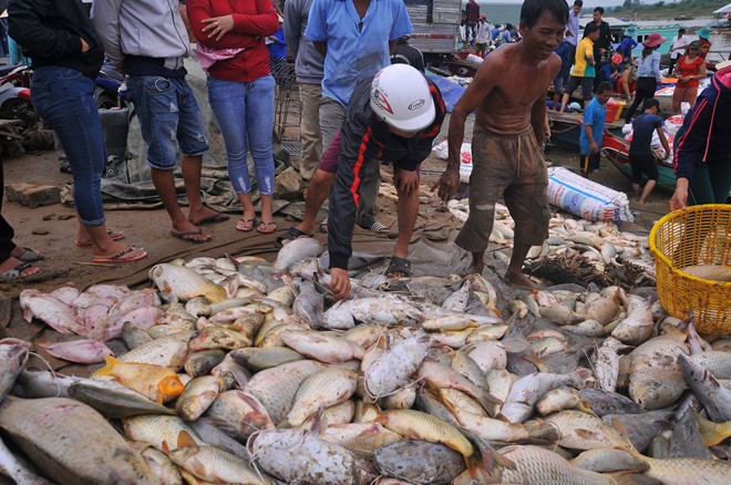 Công an điều tra vụ chết bất thường hơn 1.500 tấn cá bè trên sông La Ngà 1