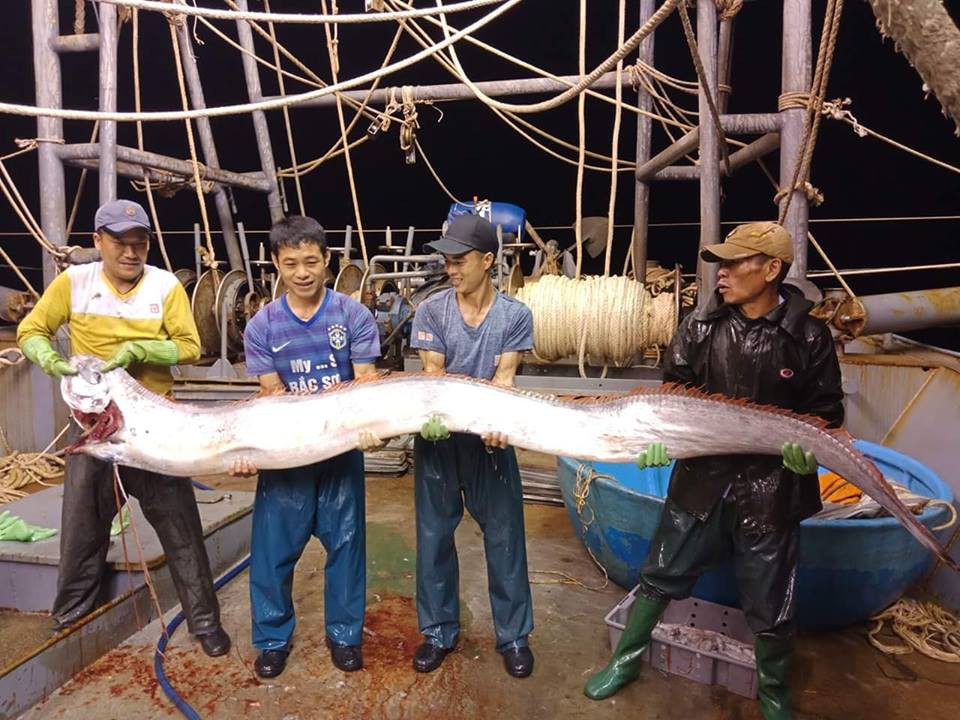 Thanh Hoá: Ngư dân bắt được cá hố khổng lồ nặng gần 1 tạ, 4 người mới nhấc lên nổi - Ảnh 2.