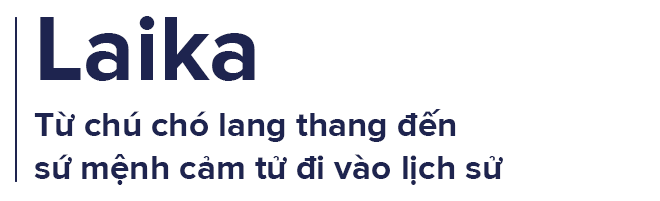 Nước mắt cô độc của Laika: Câu chuyện buồn của chú chó phi hành gia Liên Xô - Ảnh 1.