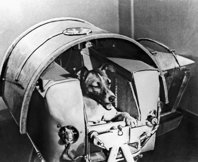 Nước mắt cô độc của Laika: Câu chuyện buồn của chú chó phi hành gia Liên Xô - Ảnh 5.