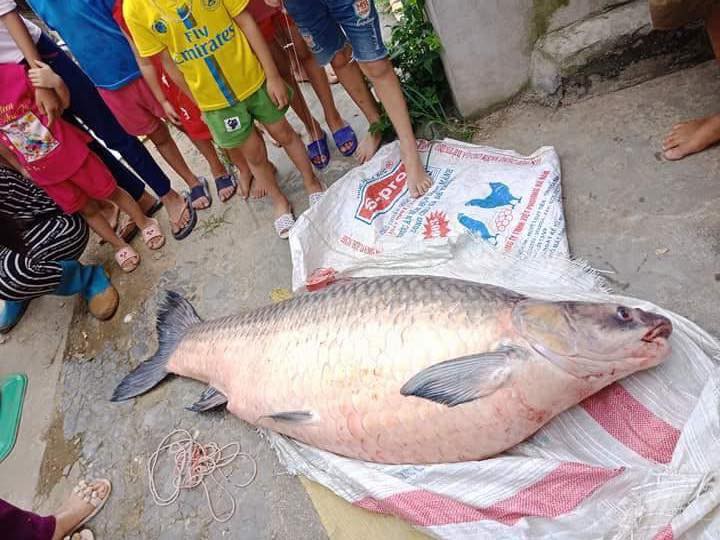 Yên Bái: Thêm một con cá trắm khổng lồ nặng 61kg sa lưới ngư dân trên hồ Thác Bà - Ảnh 2.