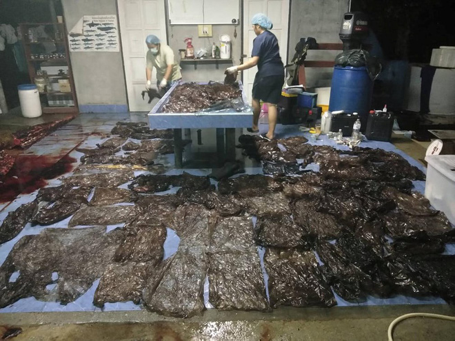 24h qua ảnh: Phát hiện quá nhiều túi ni lông trong bụng cá voi tử vong - Ảnh 2.