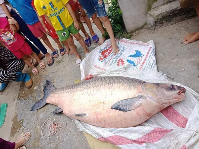 Yên Bái: Thêm một con cá trắm khổng lồ nặng 61kg sa lưới ngư dân trên hồ Thác Bà - Ảnh 1.