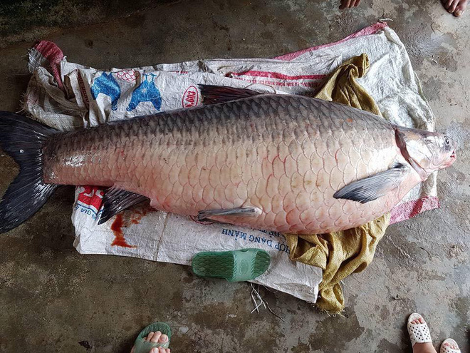 Yên Bái: Thêm một con cá trắm khổng lồ nặng 61kg sa lưới ngư dân trên hồ Thác Bà 2