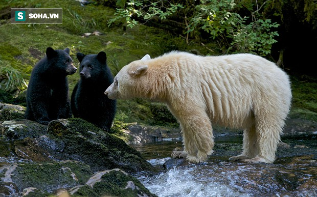Bí ẩn con gấu đen toàn thân trắng muốt dù không bạch tạng cũng chẳng liên quan tới Bắc Cực - Ảnh 1.