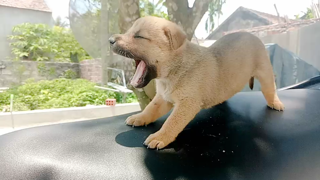 Tiết lộ thú vị về chú chó mắc võng ngủ trưa thảnh thơi nổi tiếng nhất MXH những ngày qua! - Ảnh 2. Tiết lộ thú vị về chú chó mắc võng ngủ trưa thảnh thơi nổi tiếng nhất MXH những ngày qua! 2