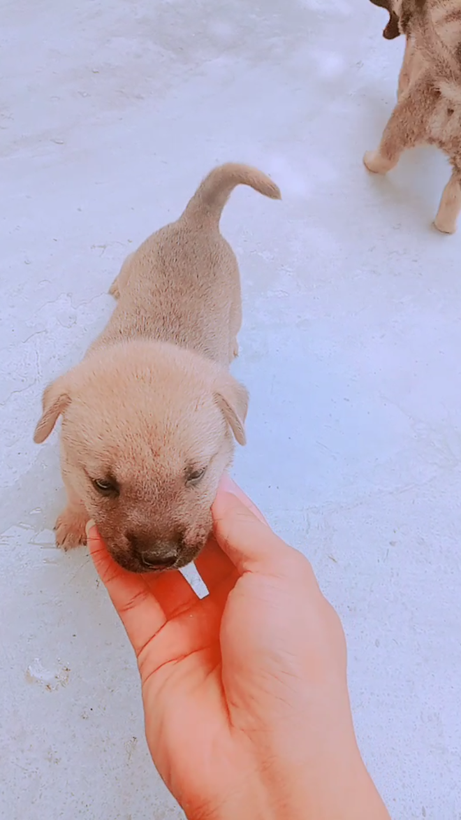 Tiết lộ thú vị về chú chó mắc võng ngủ trưa thảnh thơi nổi tiếng nhất MXH những ngày qua! - Ảnh 3. Tiết lộ thú vị về chú chó mắc võng ngủ trưa thảnh thơi nổi tiếng nhất MXH những ngày qua! 3